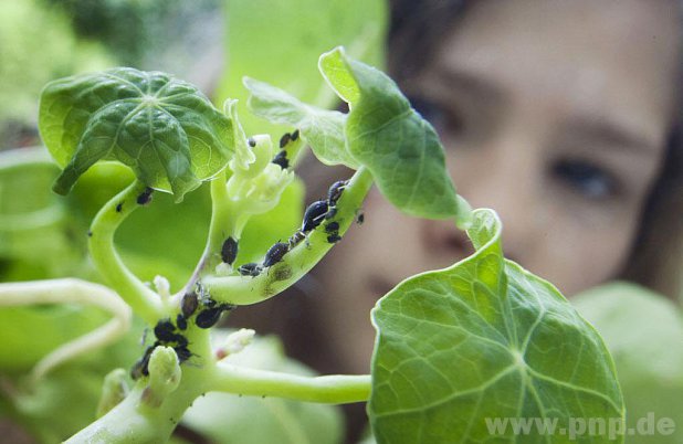 Für viele Gartenbesitzer sind Blattläuse Schädlinge. Nicht vergessen werden sollte aber, dass sie Nützlingen als Nahrung dienen. − F.: dpa