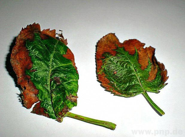 Nicht immer sind Schädlinge oder Pilzkrankheiten die Ursache für braune Blätter – auch Kaliummangel kann der Grund sein. − F.: Kummer