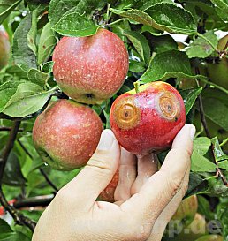Wessen Apfelbäume nicht schon infolge des späten Frosteinbruches aufgegeben hatten, den könnten jetzt noch Schädlinge und Pilzkrankheiten ereilen. Besonders letztere gibt es heuer vermehrt. − F.: dpa