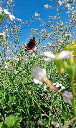 "Schmetterling in der Blumenwiese": Mit diesem Bild hat Angelina Keck den Fotowettbewerb des Gartenbauvereins gewonnen.